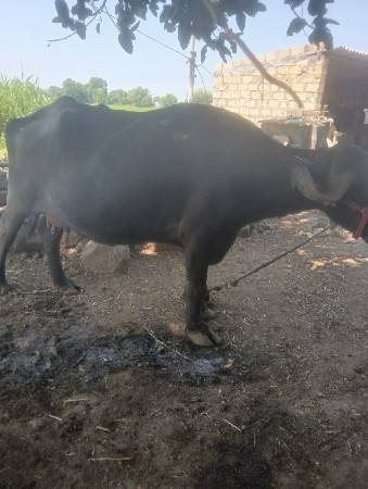 3 વેતર 25 દિવસ ની કાચી
