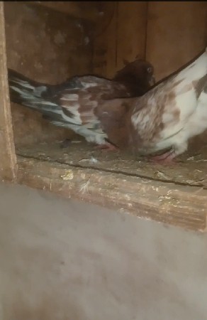 લાલ મારવાડી ની જોડી વેચવાની છે