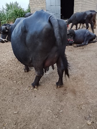 રામભાઈ ડેર