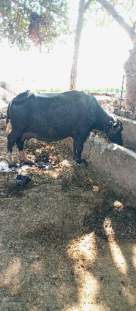 ભેંસ વેચવાની છે