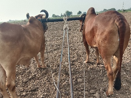 બળદ વેસવાના સે