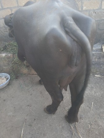 પેલુવેત7દીવસનીવીહાણી