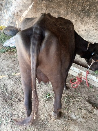 ભેંસ વેચવાની છે