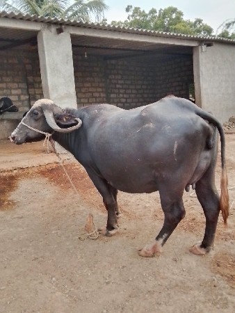 ખડેલી વેચવાની છે