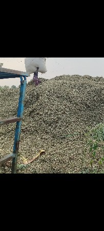 માંડવી નો પાલો વેચવાનો છે