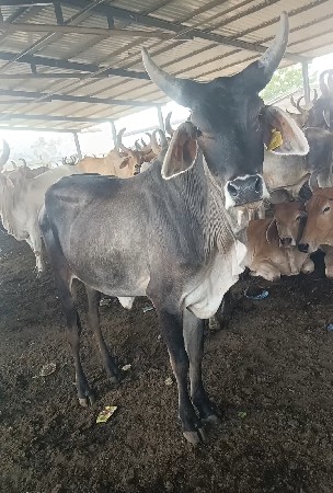 હોળકી વેચવાની છે