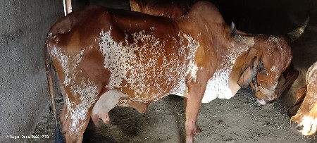 ગાય વેચવાની છે