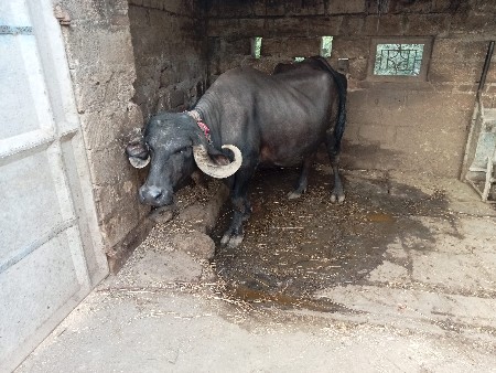 વેસવાની