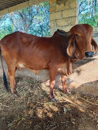 aa gai vesva ni se