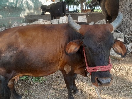 ગીર કોર્સ ગાય વેચવા ની છે