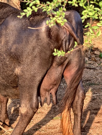 ભેંસ વેચાણ થી આપવા ની છે