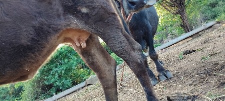 એસ એફ ગાય વેચવાની છે