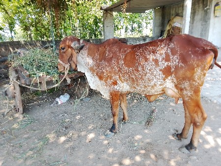 ગાય વેચવાની છે