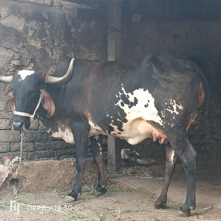 ક્રોસ ગાય વેચવાની છે