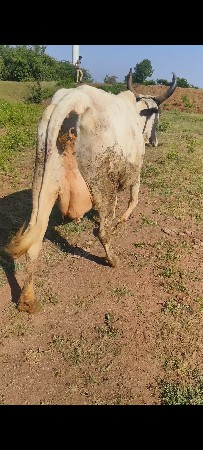 gir cross