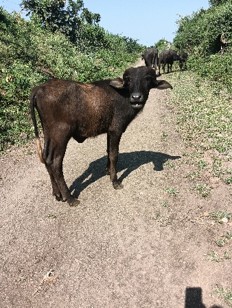 પાડી વેચવા ની છે