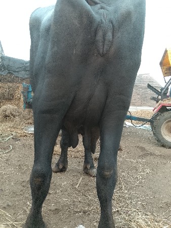 વેચવાનિશે