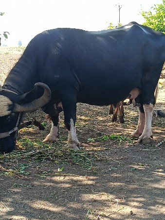 તિજો વેતર