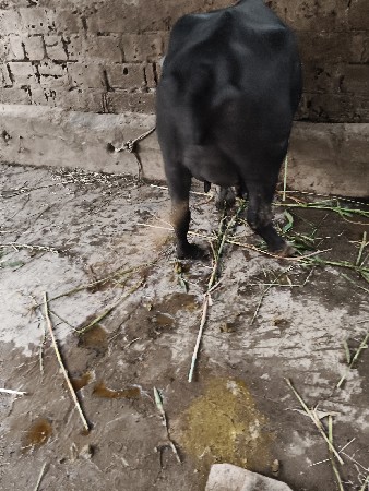 વેચવાની હે ભેંસ