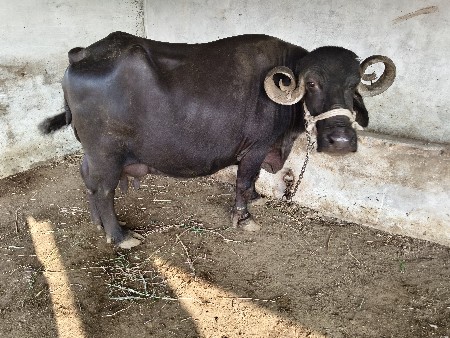 ચોથા વેતરમાં બેસે