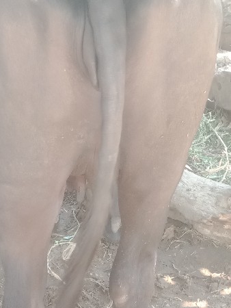 ભેંશ વેચવાની છે