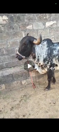પેલું વેતર ગાભણી છે 20 દિવસ વાર