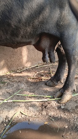 ભેંસ વેચવાની છે