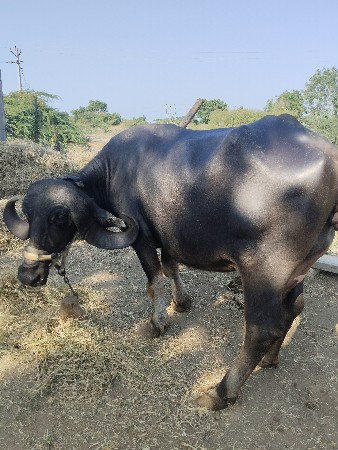 વેચવચની છે