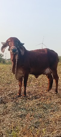 વેચવાની છે