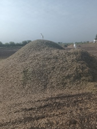 માંડવ્યું વેચવાનું સે