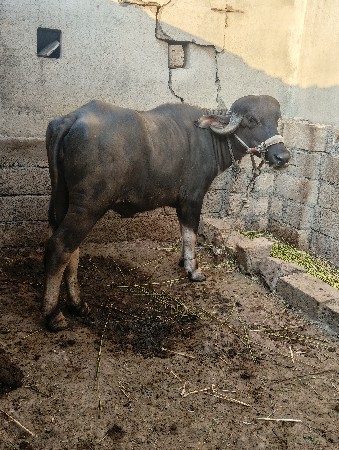 ખડલી બે વરસ ની
