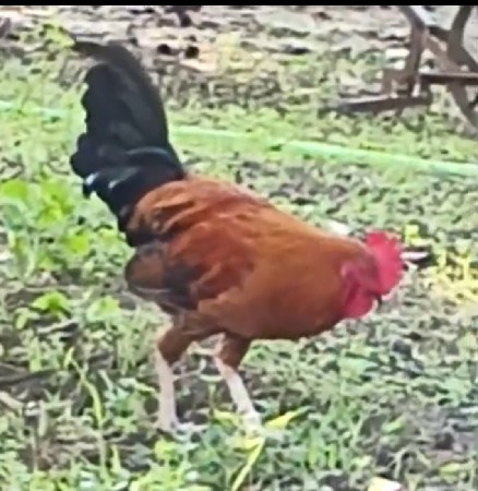 દેશી મુર્ગા
