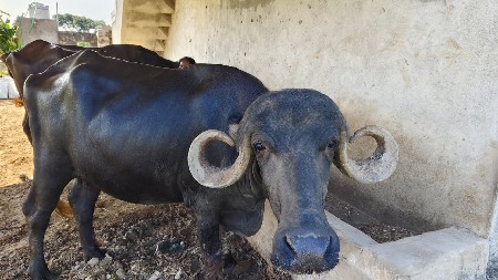 પેલા વેતરી ખડેલી વેસવાની છે