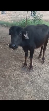 ખડેલી વેચાવ ની છે