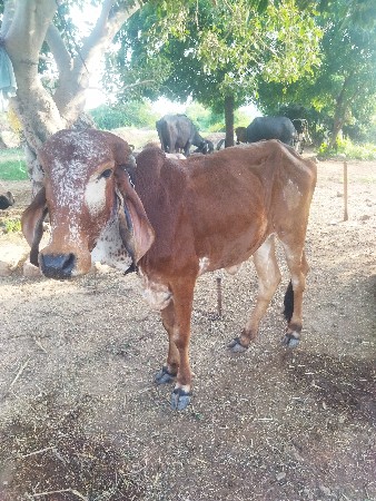 વાસડિયુ