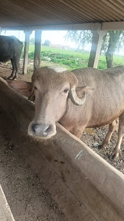 ખડેલી