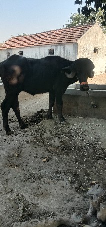 ખળેલી વેચવાની છે