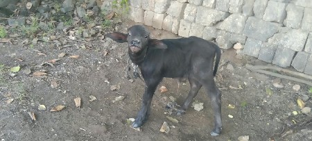 પાડો વેચવાનો છે