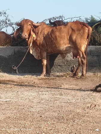 સોણ કપિલા ગાય વેચવાની છે