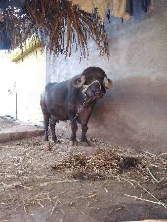 ભેસ વેચવાની છે