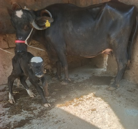 ભૅચ વૅચવાની છૅ