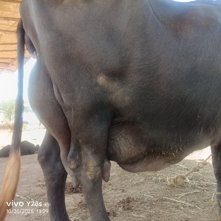 ભેંસ વેચવાની છે