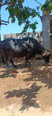 ભેંસ વેચવાની છે