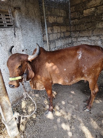 ગાય વેસવાની છે