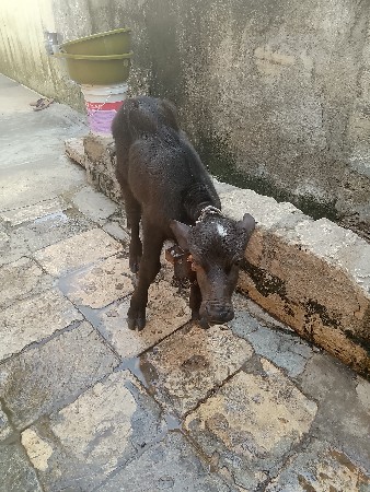 ભેંસ વેચવાની છે