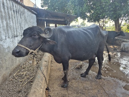 ભેસ વેચવાની છે