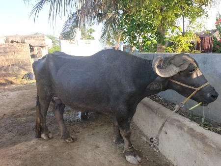 2 ભેંસ એક સાથે વેચવાની છે