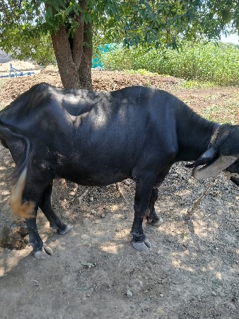 ભેંસ વેચવાની છે