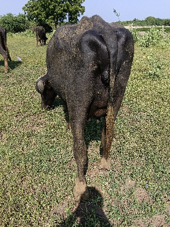 ભેંસ વેચવાની છે ખડેલું છે