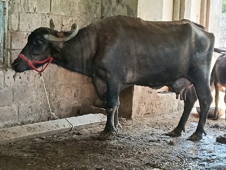 3 ભેસુ વેચવાની ઊ